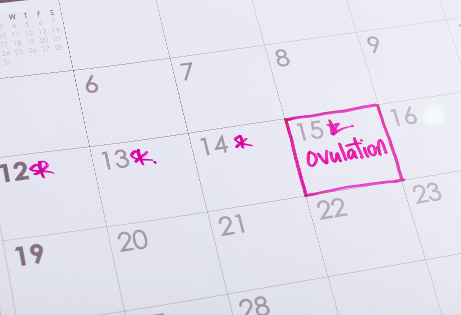 closeup of a calendar with a pink outline highlighting the 15th. In the block it reads, "ovulation".